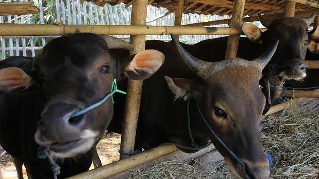 62 Gambar Kolase Hewan Sapi Terbaru