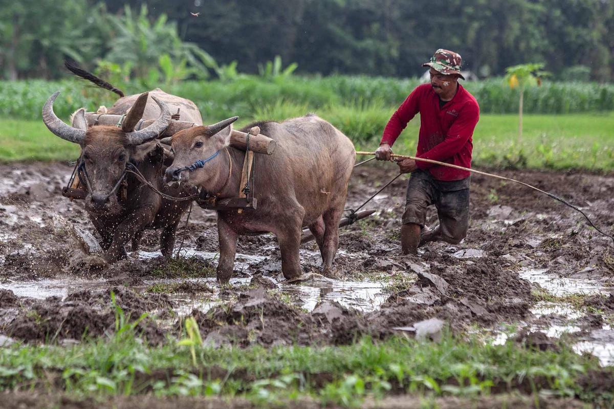 FOTO: Doa Petani Sleman dalam Ritual Adat Megawe