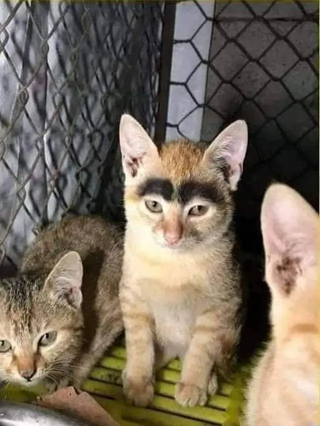 10 Potret Nyeleneh Hewan Punya Bulu Bermotif Nyeleneh, Ada yang Berbentuk Hati