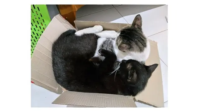 10 Potret Tempat Kucing Rebahan Ini Bikin Geleng Kepala, Enggak Habis Pikir