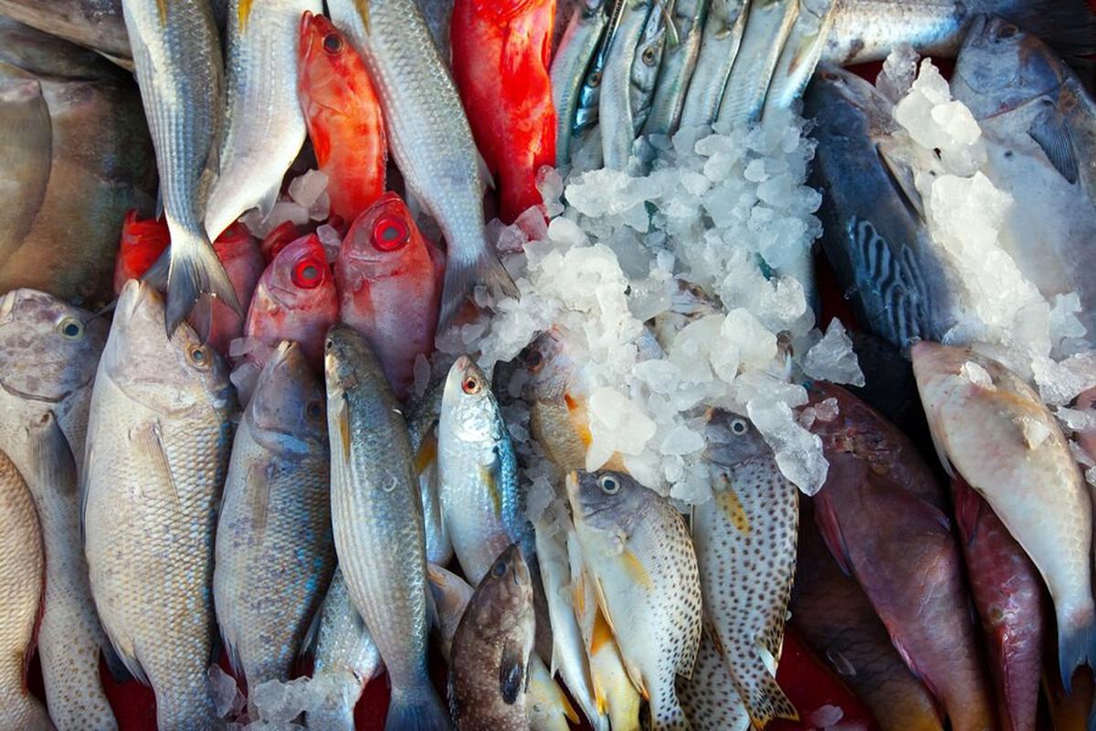 Makan Ikan Bikin Anak Cerdas? Ini Faktanya