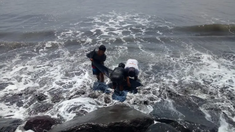 lumba-lumba Terdampar di Pantai Padanggalak Bali