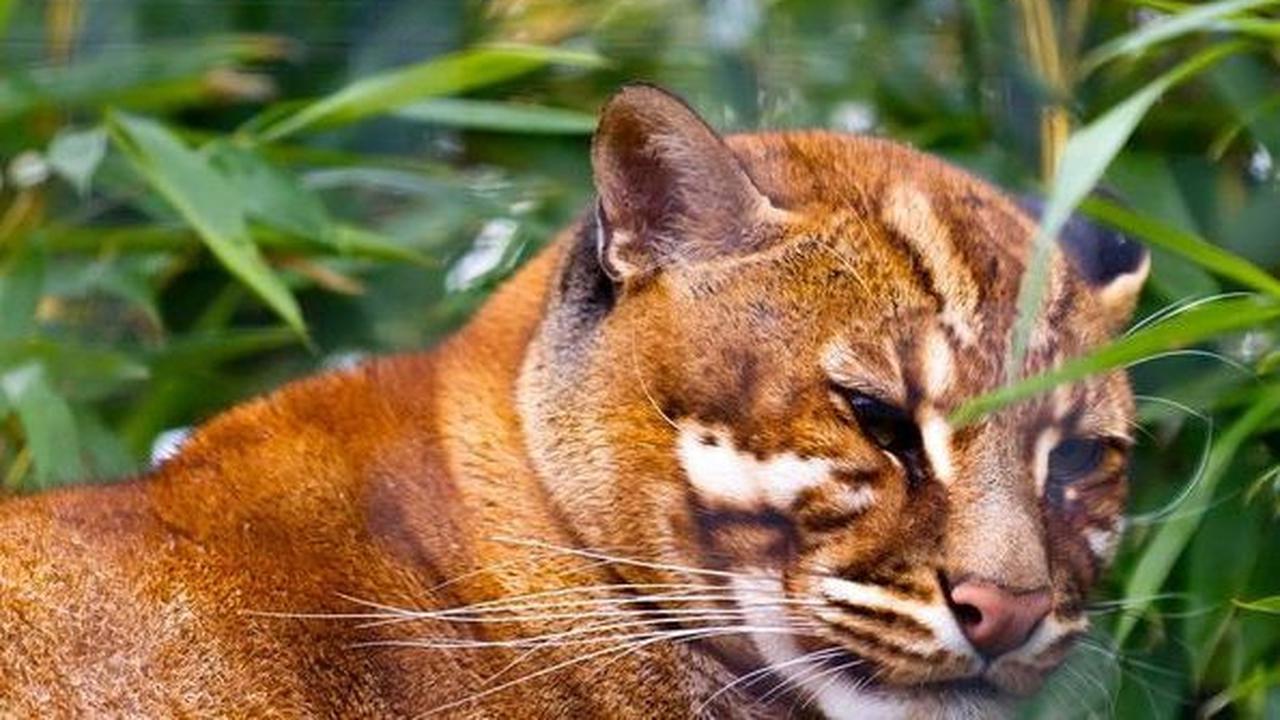 Populasi kucing-kucing yang banyak hidup di hutan ini terus berkurang karena berbagai hal, mulai dari habitatnya hilang, ancaman permukiman manusia dan tentu saja perburuan liar yang sangat meresahkan.