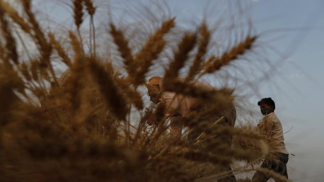 Potret Petani India saat Panen Gandum