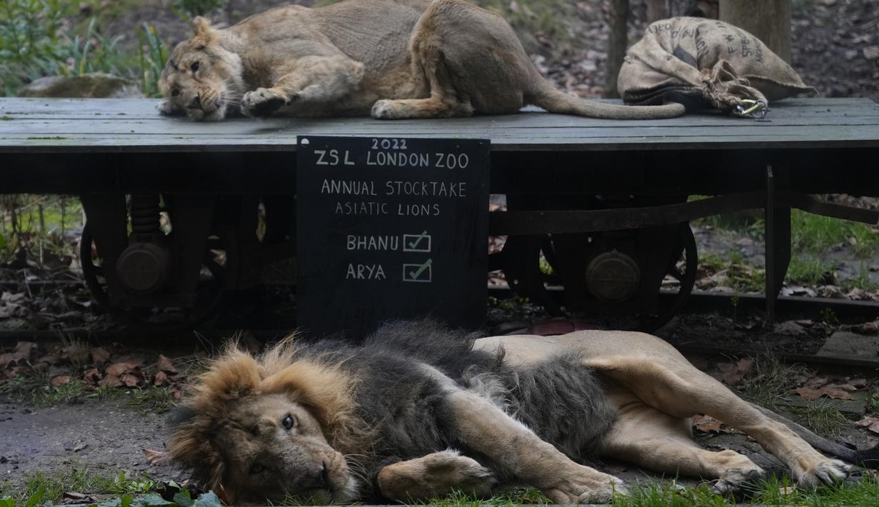 Singa Asia, Bhanu (bawah) dan Arya duduk di sebelah tanda saat inventarisasi tahunan di Kebun Binatang London, Selasa (4/1/2022). Merawat lebih dari 400 spesies berbeda, penjaga menghadapi tugas menantang menghitung mamalia, burung, reptil dan invertebrata di sana. (AP Photo/Alastair Grant)