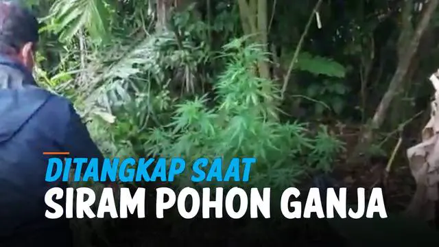 Seorang pria di Sumatera Utara ditangkap polisi karena memelihara belasan batang pohon ganja. Ganja tersebut ditanam untuk dikonsumsi oleh dirinya sendiri.