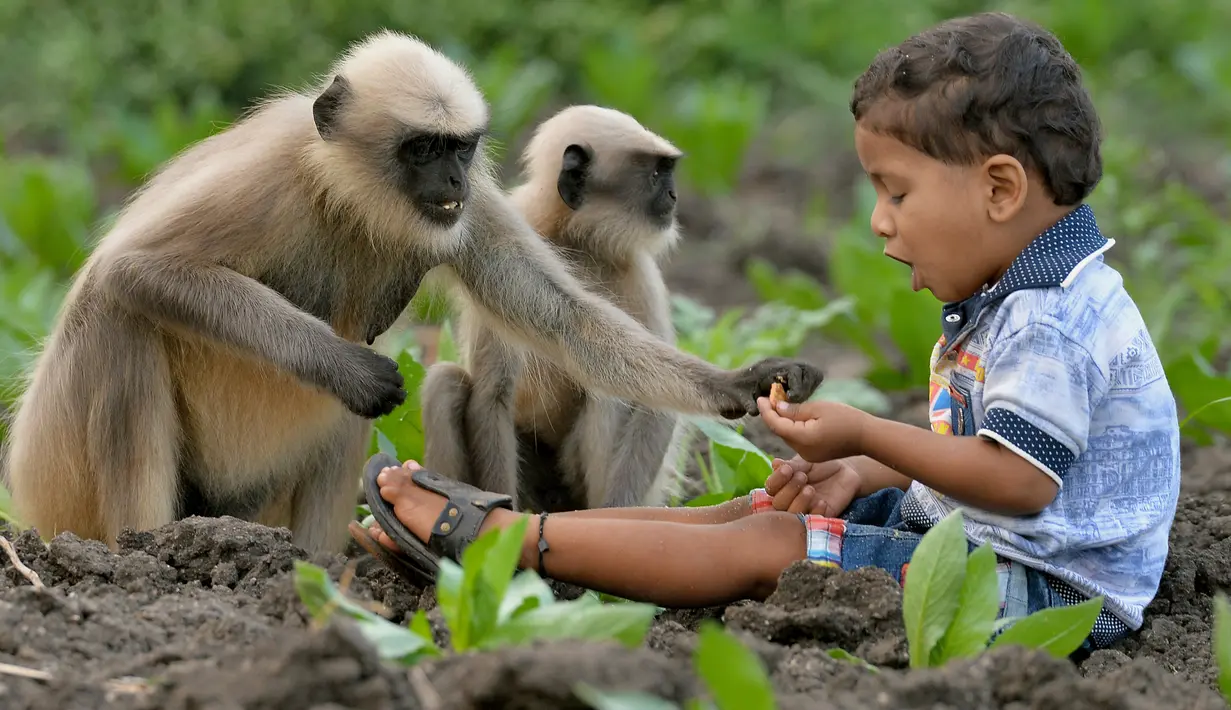 Dalam foto yang diambil 8 Desember 2017, Samarth Bangari (2) memberi makan kumpulan monyet di sebuah ladang dekat rumahnya di Allapur, India. Uniknya, kelompok monyet itu setiap hari datang ke rumah Bangari yang berada di tepi hutan. (Manjunath KIRAN/AFP)
