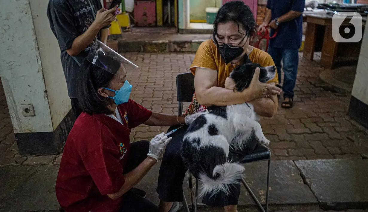 Warga memegang anjing peliharaannya saat disuntik vaksin rabies di kantor kelurahan Petukangan Selatan, Jakarta, Rabu (15/9/2021). Dinas Ketahanan Pangan dan Pertanian memberikan vaksinasi rabies bagi hewan peliharaan milik warga untuk mengantisipasi penyakit rabies. (Liputan6.com/Faizal Fanani)