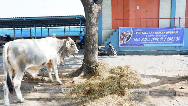 Pelindo III Salurkan langsung 127 Sapi dan 145 Kambing Kurban Kepada Tempat Ibadah.