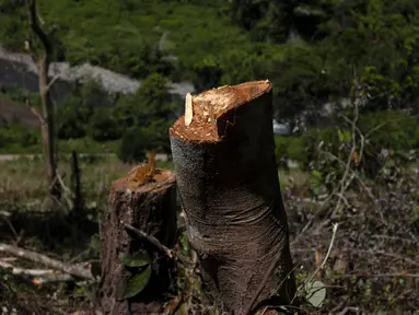 Tunggul pohon terlihat di sebidang tanah yang telah dibuka untuk perkebunan jagung di Mandar, Sulawesi Selatan, Indonesia, Minggu, 21 April 2024. (AP Photo/Yusuf Wahil)