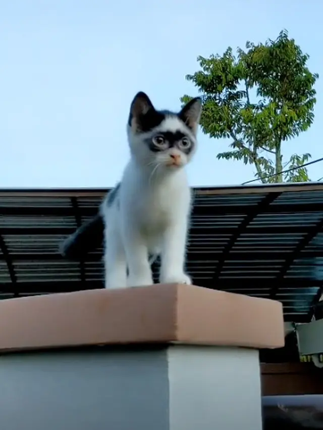 6 Kucing dengan Fisik Unik Tak Biasa, Ada yang Punya 4 Telinga