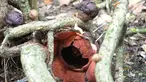 Bunga Rafflesia Padma yang mekar terlihat di Kebun Raya Bogor, Kamis (8/9). Bunga padma yang merupakan endemik di kawasan Pesisiir Selatan Jawa Barat ini mekar 3 tahun lalu dan merupakan tanaman unggulan di Kebun Raya Bogor. (Merdeka.com/Arie Basuki)