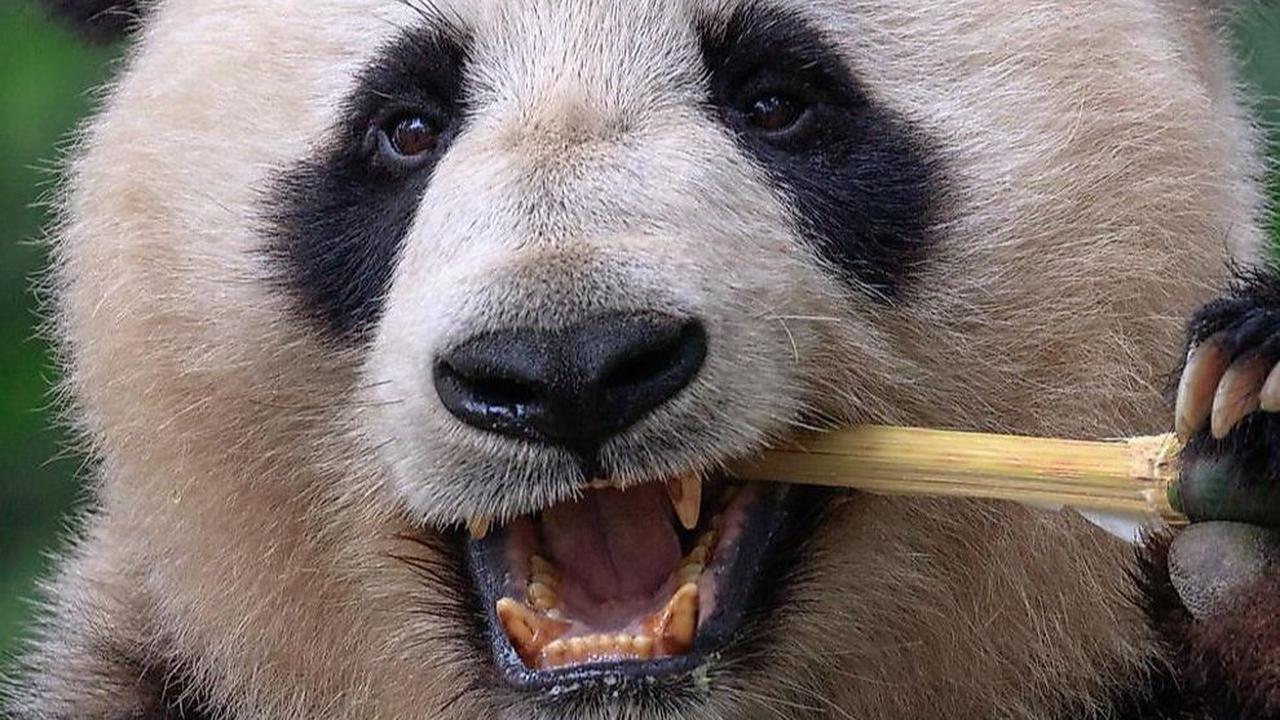 <b>Faktor yang Mengancam Panda</b>