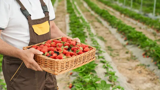 Wisata slow living di Lembang