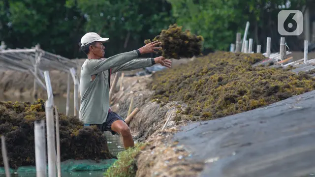 Rumput laut anjlok harganya