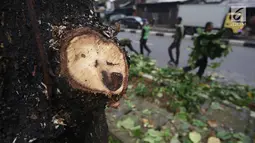 Bagian dari batang pohon yang ditebang oleh petugas di kawasan Tanjung Barat, Jakarta, Kamis (16/11). Penebangan dilakukan sebagai langkah antisipasi untuk mencegah pohon agar tidak tumbang saat hujan. (iputan6.com/Immanuel Antonius)