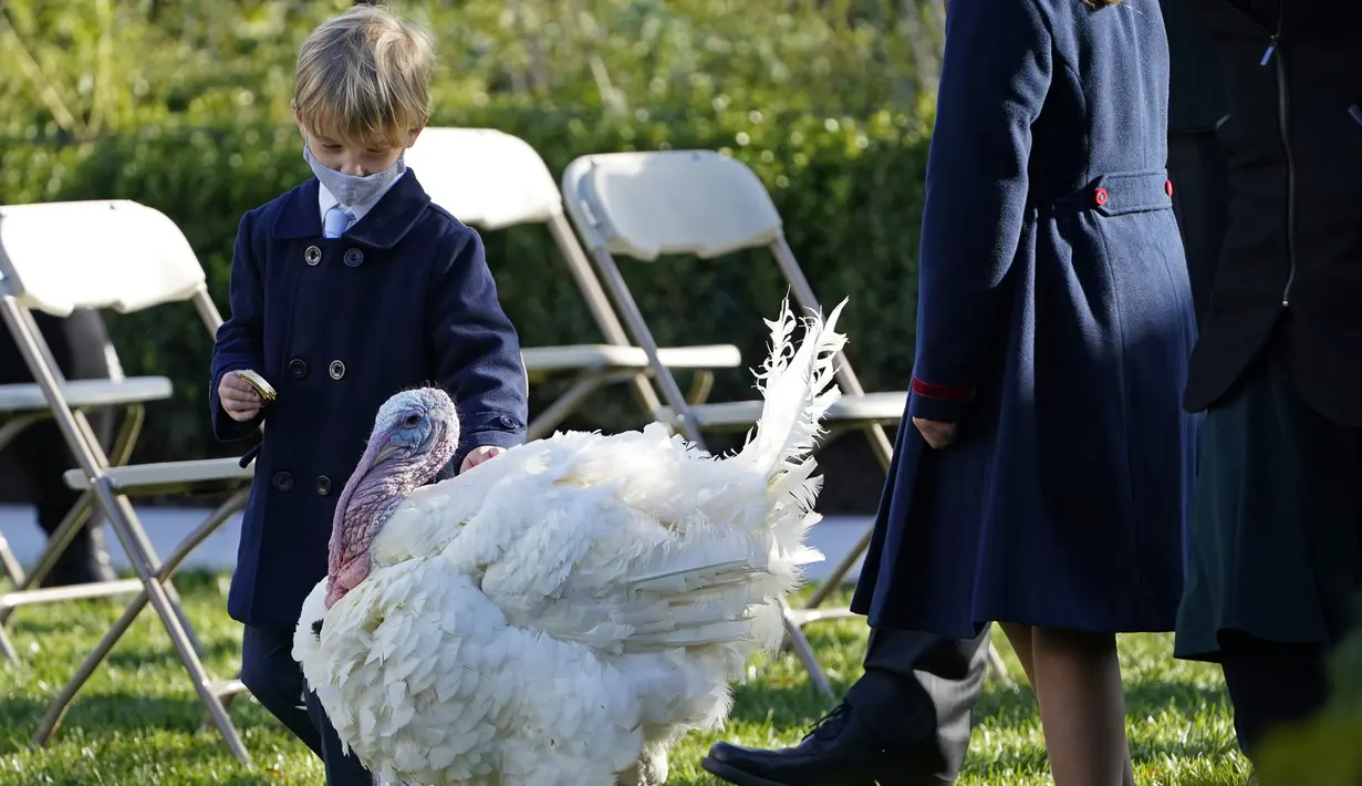 Putra Asisten Presiden Donald Trump, Ivanka Trump dan Penasihat Gedung Putih Jared Kushner berjalan bersama Corn si Kalkun Thanksgiving Nasional di Rose Garden, Gedung Putih, Washington, Amerika Serikat, Selasa (24/11/2020). Thanksgiving adalah hari libur resmi di AS. (AP Photo/Susan Walsh)