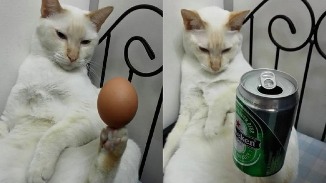Kucing yang Jago Keseimbangan