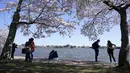 Orang-orang duduk di bawah pohon sakura Yoshino yang sedang mekar penuh di sekitar Tidal Basin di Washington, Selasa (30/3/2021).  Festival Bunga Sakura Nasional 2021 merayakan pemberian asli 3.000 pohon sakura dari kota Tokyo kepada masyarakat Washington di 1912. (AP Photo/Susan Walsh)