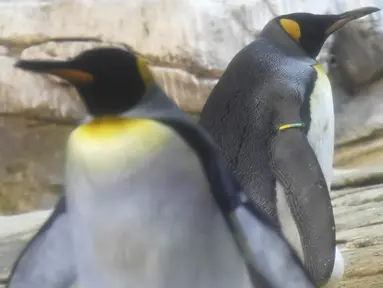 Seekor Penguin raja jantan, Skipper (kanan) dan pasangan sejenisnya, Ping terlihat dalam kandang mereka di Kebun Binatang Berlin, Jerman, Kamis (15/8/2019). Sepasang penguin sesama jenis itu mengadopsi telur telantar sejak Juli lalu sebagai upaya mereka menjadi orang tua. (Tobias SCHWARZ/AFP)