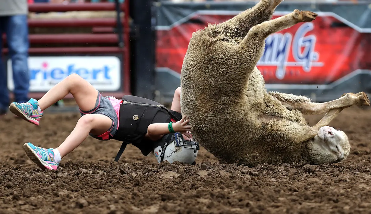 Seorang anak perempuan terjatuh saat menunggangi kuda elama kompetisi Wool Riders Only Mutton Bustin 'di Iowa State Fair di Des Moines, Iowa, AS (12/9/2019). Lowa State Fair pertama kali diadakan pada tahun 1854. (Chip Somodevilla/Getty Images/AFP)