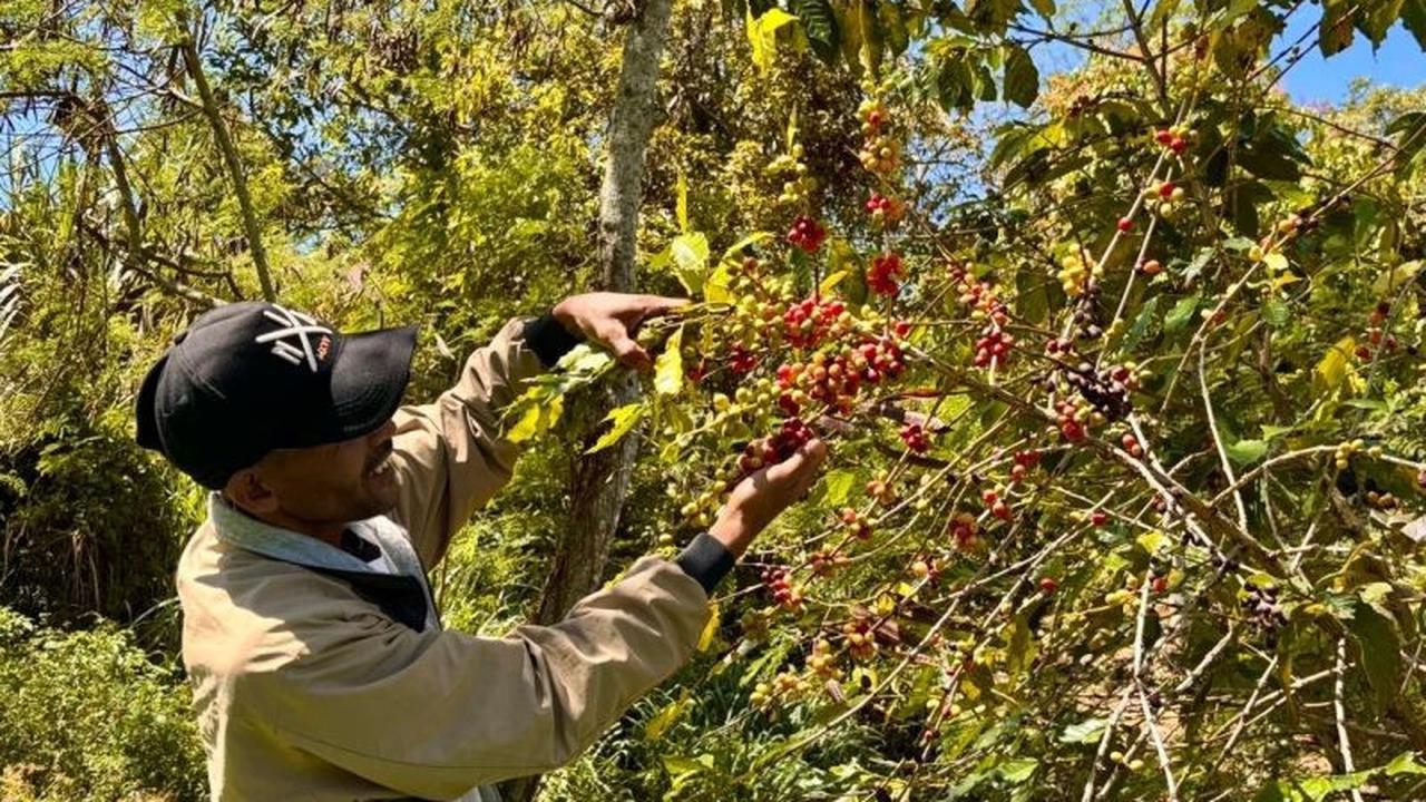 Pemkab Bener Meriah Berjuang Buka Akses Jalan Perkebunan Demi Panen Kopi