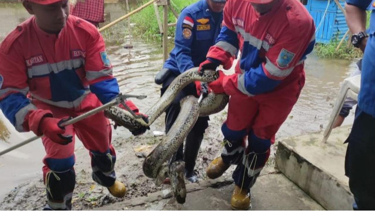 Evakuasi Ular Piton 4 Meter di Area Banjir Kota Jambi