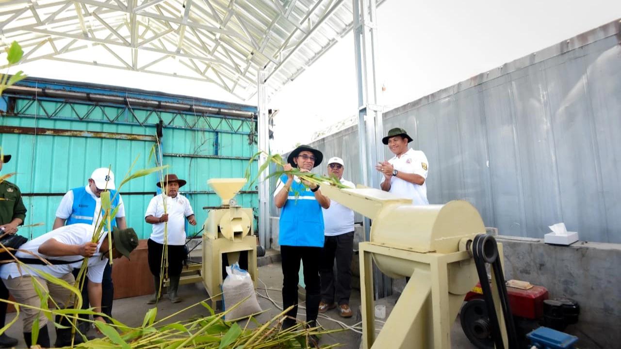 Transisi Energi, Sorgum Ternyata Bisa Jadi Bahan Baku Biomassa Pembangkit Listrik