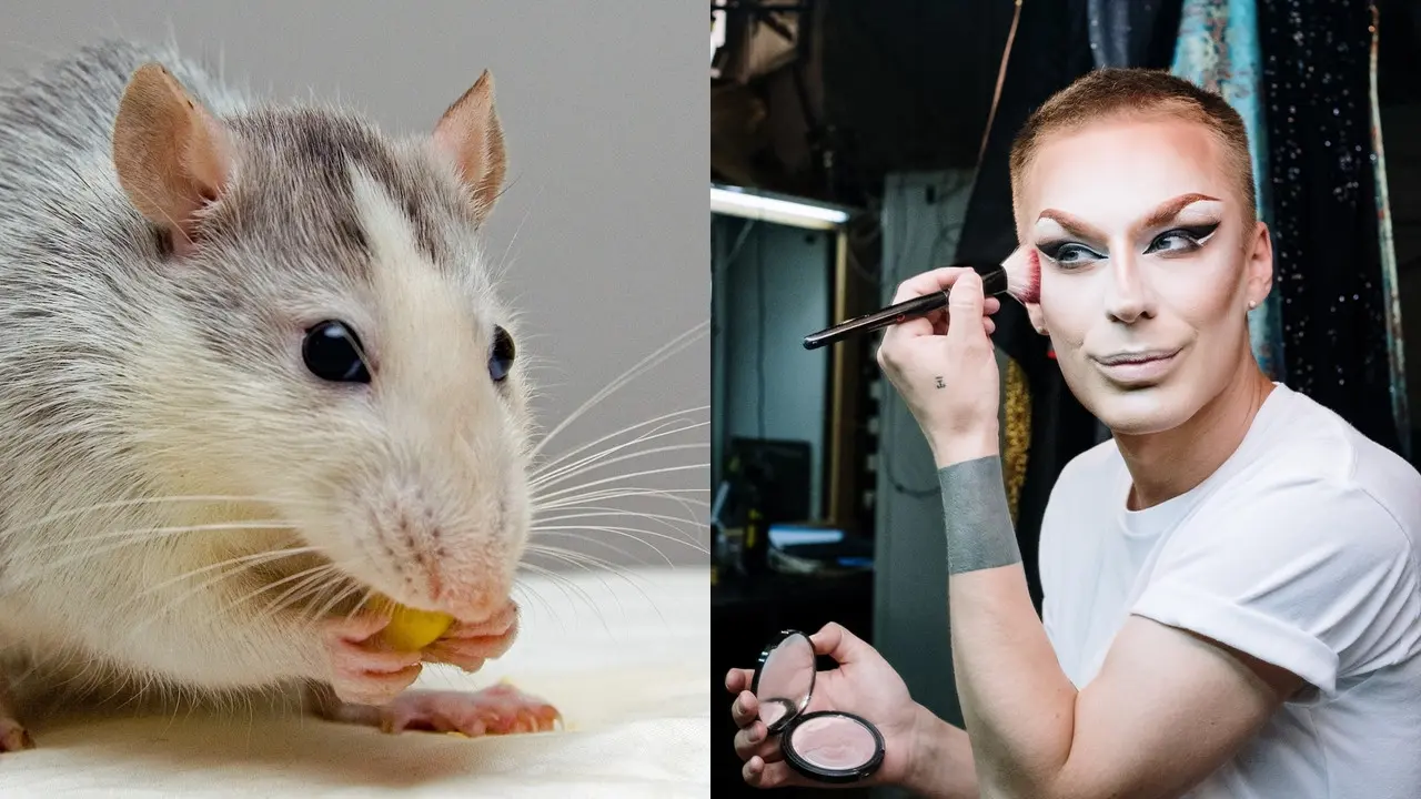 Cegah Penuaan pada Tikus