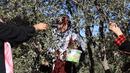Relawan Palestina membantu petani memanen buah zaitun selama musim panen di sebuah ladang di lingkungan Shijaiyah dekat perbatasan dengan Israel, timur Kota Gaza (7/10/2021). (AFP/Mohammed Abed)