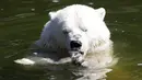 Beruang kutub Tonja makan buah beku di Kebun Binatang Tierpark saat gelombang panas melanda Eropa, Berlin, Jerman, Selasa (7/8). (AP Photo/Miriam Karout)