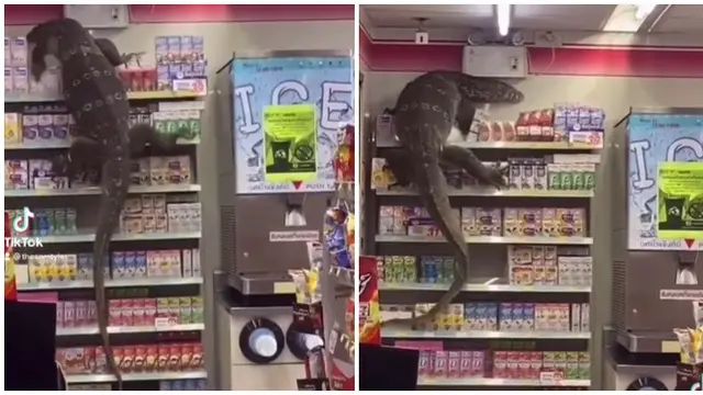 Viral Video Biawak Besar Berkeliaran di Minimarket, Bikin Panik Pelanggan