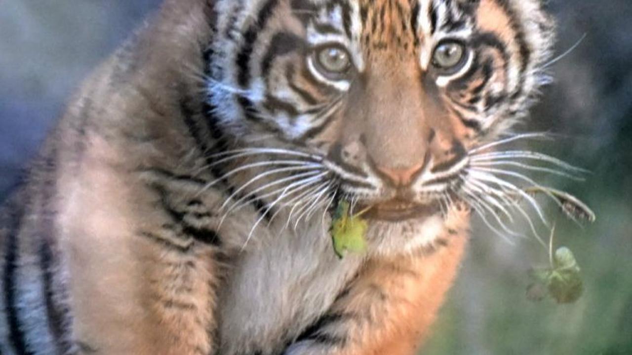 Kelahiran Kala menambah jumlah spesies Harimau Sumatera yang terancam punah. Tiziana Fabi/AFP