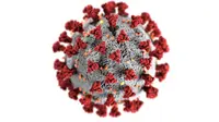 Berupaya untuk mengakhiri pandemi COVID-19, WHO mengeluarkan 6 kebijakan dan berikut poin-poin yang harus diperhatikan oleh pemerintah Indonesia. (pexels.com/CDC)
