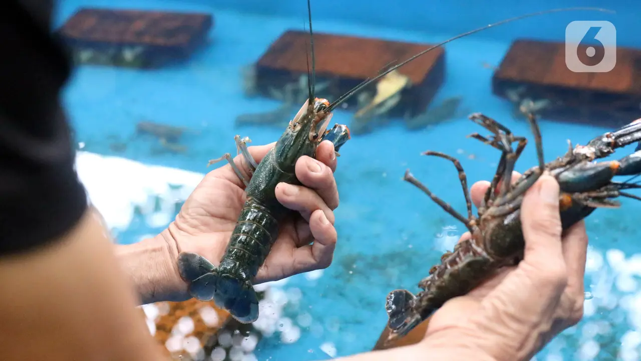 FOTO: Permintaan Lobster Air Tawar Mulai Ramai