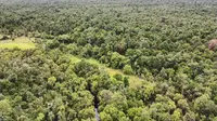 Hutan desa di Desa Genting Tanah di Kabupaten Kutai Kartanegara ini merupakan hutan gambut. (foto: Abdul Jalil)