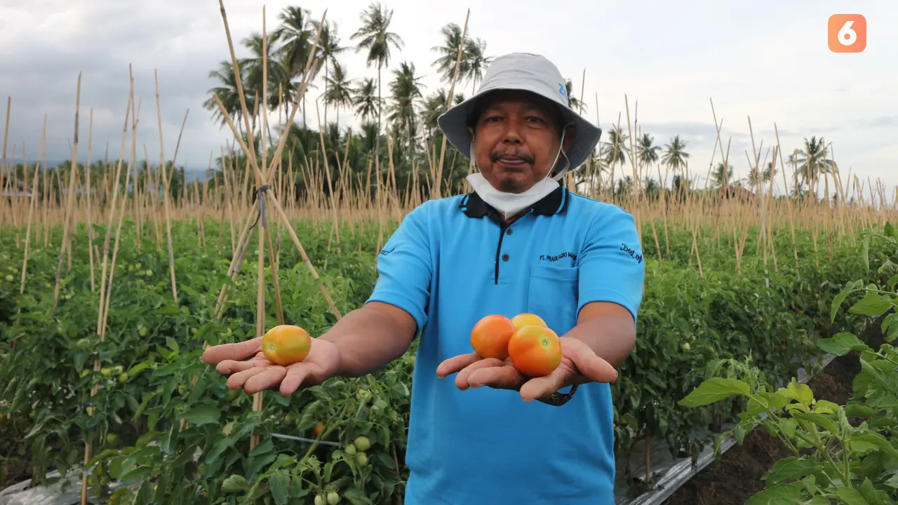 Suharianto (56 th), petani penyintas bencana di Kabupaten Sigi menunjukkan tomat hasil panen dari lahan yang disewanya pascabencana