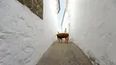 Seekor sapi di antara bangunan serba putih di Pueblos Blancos, Andalusia, Spanyol, 16 September 2016. Pueblos Blancos atau Desa Putih merupakan kota yang terdiri dari sekumpulan desa dengan seluruh bangunan bercat putih. (REUTERS/Marcelo del Pozo)