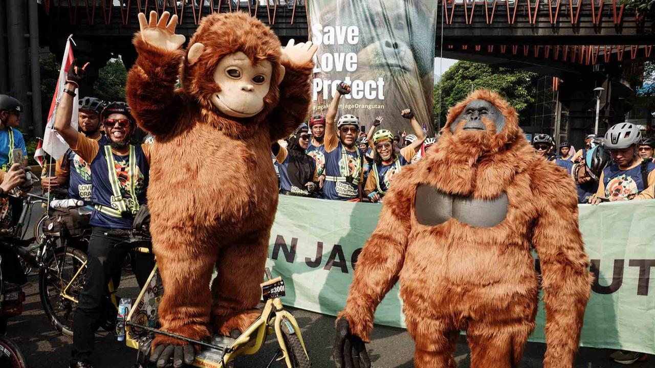 FOTO: Gowes Berkostum Orangutan di Jakarta, Seruan untuk Selamatkan Habitat Satwa Langka