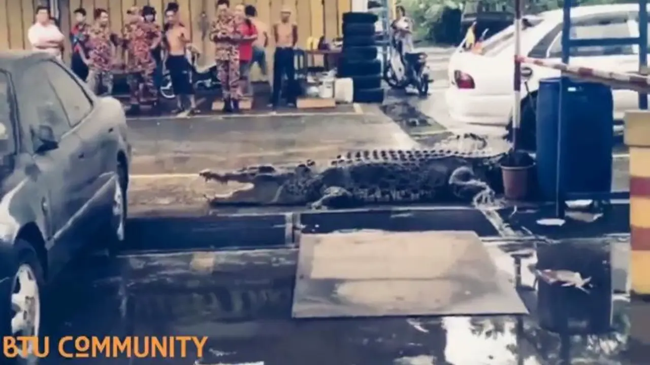 Buaya jumbo di bengkel ban Sarawak, Malaysia. (Stomp)