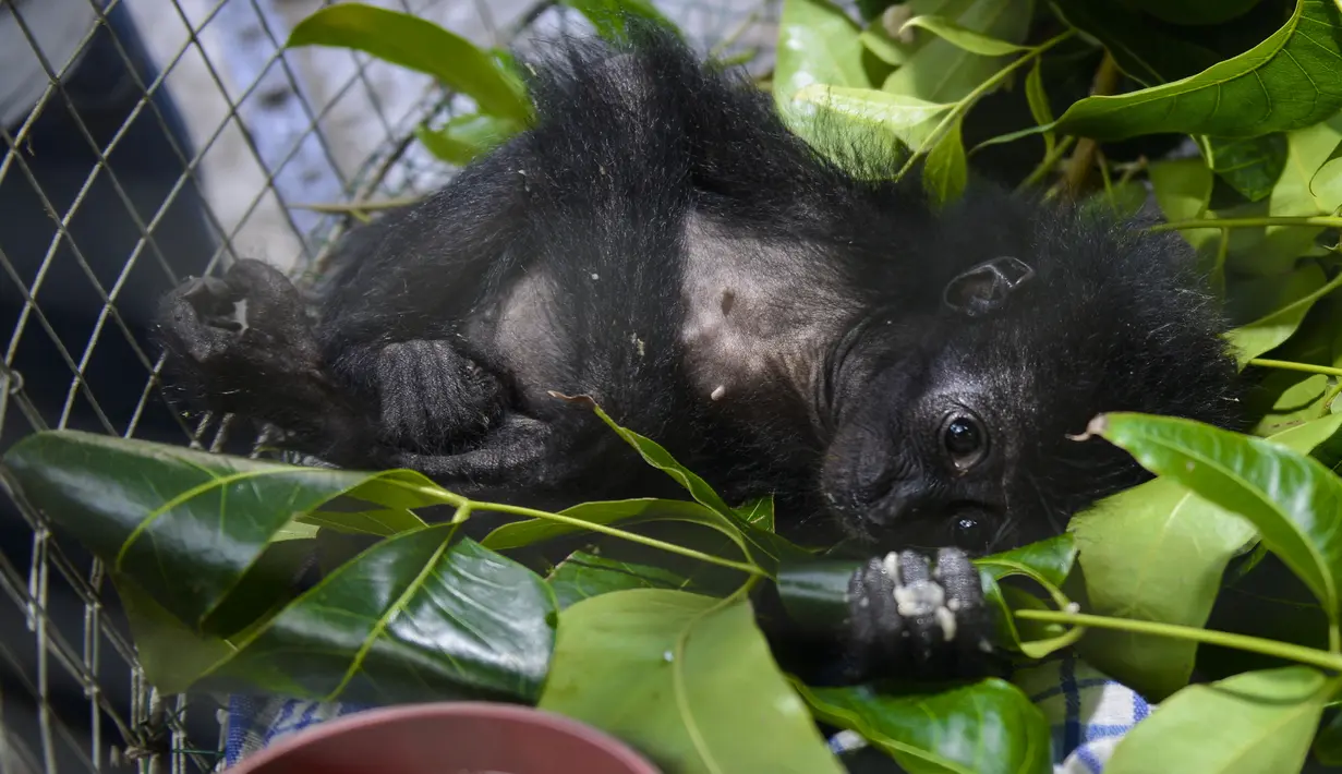 Bayi siamang (Symphalangus syndactylus) berusia antara satu hingga dua bulan di kandang rehabilitasi BKSDA, Banda Aceh, Kamis (13/9). Siamang harus dirawat hingga tiga tahun dan jika sehat BKSDA akan melepasliarkan ke habitatnya. (AFP/CHAIDEER MAHYUDDIN)