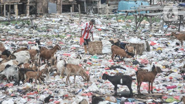 Kambing Ternak Makan Sampah di Pesisir Cilincing