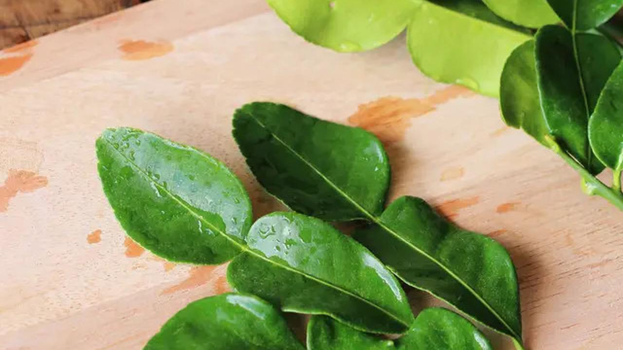 Cara Menyimpan Daun Jeruk Agar Awet 3 Bulan, Pelajari Metodenya