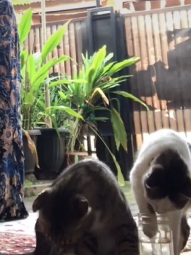 Kelewat Iseng, Tingkah Absurd Kucing Ini Bikin Gagal Fokus Saat Sholat Ied