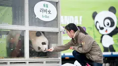 Seorang pengasuh memberi makan panda bernama Lebao dalam acara penyambutan sepasang panda yang berasal dari Cina di Bandara Internasional Incheon, Korea Selatan , (3/3). Lebao sendiri berarti harta yang menyenangkan. (REUTERS / Ha Sa - hyun)
