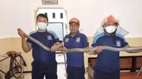 Petugas Pemadam Kebakaran Banyuwangi Berhasil mengevakuasi ular kobra dari rumah warga (Istimewa)