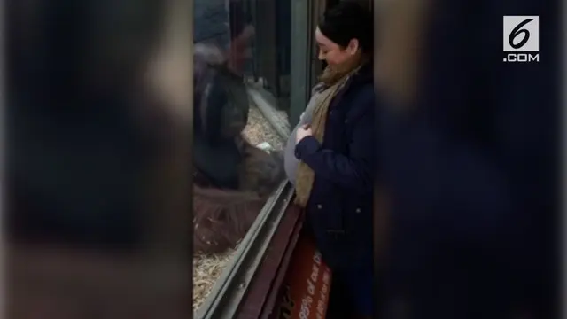 VIDEO: Bikin Haru, Orang Utan Cium Perut Ibu Hamil