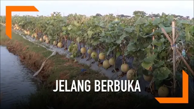 VIDEO: Sensasi Ngabuburit Sambil Memetik Melon