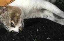 Misterius, 100 Bangkai Kucing Ditemukan di Rumah Seorang Staf Organisasi Perlindungan Hewan