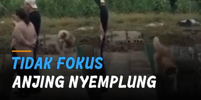 VIDEO: Tidak Fokus Lihat Jalan, Anjing Nyemplung Sungai